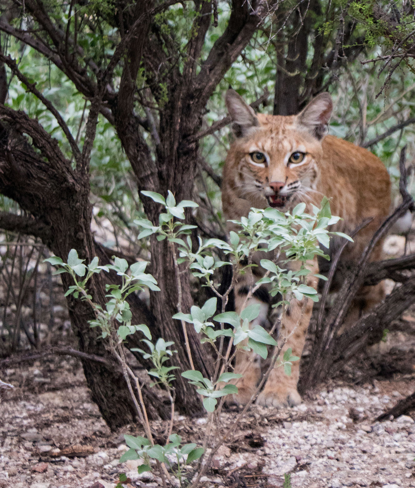 Bobcat